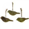 Floristik24 Pakabinami paukščiai, spyruoklinė dekoracija, medinė kabykla natūralu, žalia H4cm 6vnt