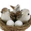 Floristik24 Paukščio lizdas su kiaušiniais ir paukščiu 6vnt