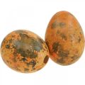Putpelių kiaušiniai Deco Blown Eggs Oranžinis Abrikosas 3cm 50vnt