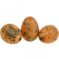 Putpelių kiaušiniai Deco Blown Eggs Oranžinis Abrikosas 3cm 50vnt