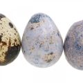 Floristik24 Putpelių kiaušinių mišrainė violetinė, violetinė, gamtos tušti kiaušiniai kaip dekoracija 3cm 65p