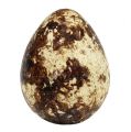 Floristik24 Putpelių kiaušiniai kaip dekoracija tušti natūralūs 50 vnt