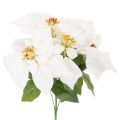 Floristik24 Dirbtinė puansetija, balta, dideli žiedai, dekoratyvinis augalas, 40 cm