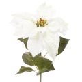 Floristik24 Dirbtinė balta puansetija, didelė žydinčių šakų dekoracija, 65 cm, 2 vnt.