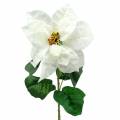 Floristik24 Puansetijos dirbtinė gėlė balta 67cm
