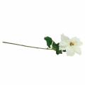 Puansetijos dirbtinė gėlė balta 67cm | Floristik24.lt