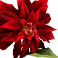 Floristik24 Kalėdų žvaigždė raudona 70cm