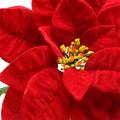 Floristik24 Puansetijos dirbtinė gėlė raudona 67cm
