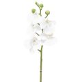 Floristik24 Balta dirbtinė orchidėja Phalaenopsis Real Touch 32cm