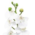 Floristik24 Balta dirbtinė orchidėja Phalaenopsis Real Touch 32cm