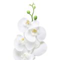 Floristik24 Balta dirbtinė orchidėja Phalaenopsis Real Touch 85cm
