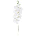 Floristik24 Balta dirbtinė orchidėja Phalaenopsis Real Touch H83cm