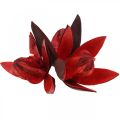 Floristik24 Laukinės lelijos raudonos natūralios dekoracijos džiovintos gėlės 6-8cm 50vnt