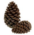 Floristik24 Kūgiai Pinus Maritima 10cm - 15cm natūralūs 3vnt