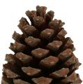 Floristik24 Kūgiai Pinus Maritima 10cm - 15cm natūralūs 3vnt