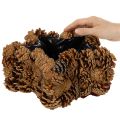 Pušies kankorėžių vazonas, žvaigždės formos, 30 cm | Floristik24.lt