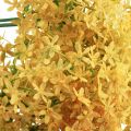 Floristik24 Dekoratyvinis česnakas Wild Allium Dirbtinis geltonas 70cm 3vnt