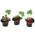 Floristik24 Laimingas dobilas ir vabalas cilindre, 7 cm, 3 vnt.