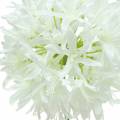 Floristik24 Dekoratyvinis svogūnas Allium dirbtinis baltas Ø12cm H62cm