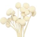 Floristik24 Craspedia džiovintų blauzdelių kremas 45-55cm 20 vnt