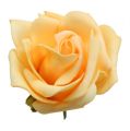 Floristik24 Putplasčio rožė Ø 8cm abrikosas 18p