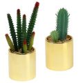Floristik24 Kaktusai žali auksiniame puode 12cm - 17cm 4vnt