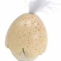 Floristik24 Viščiuko kiaušinio lukšte baltymas, kremas 6cm 6vnt