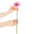 Dirbtinės gerberos sodo gėlės, rožinės, 47 cm, 6 vnt. | Floristik24.lt