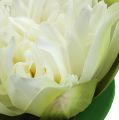 Floristik24 Dirbtinis lotoso gėlių kremas 13cm 4vnt
