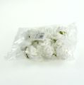 Floristik24 Mini putplasčio rožės baltos 12vnt