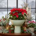 Dekoratyvinis dubuo su stovu augalams, 25 cm | Floristik24.lt